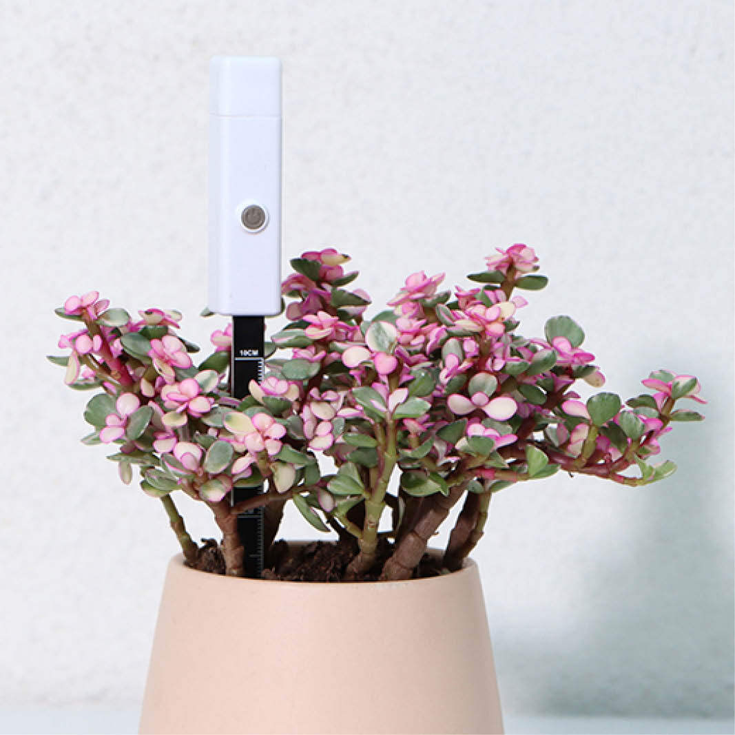 Soil Moisture Meter